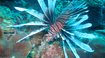 lionfish5964